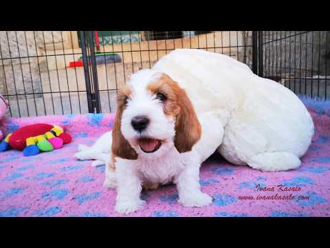 Petit Basset Griffon Vendeen - 6 week