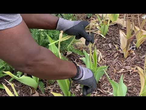 What To Do With Tulips After Flowering // April 2021