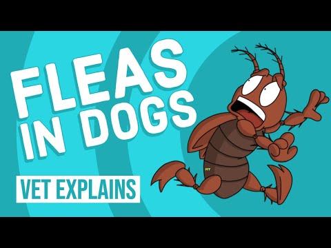 Fleas In Dogs | Vet Explains