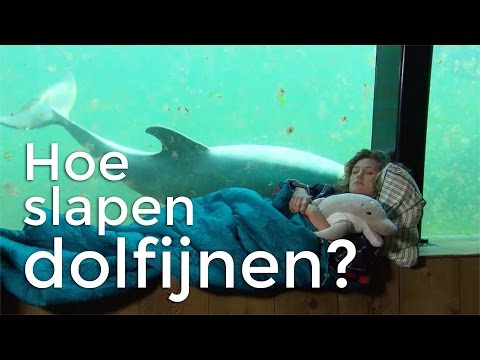 Hoe slapen dolfijnen? | Vragen van Kinderen