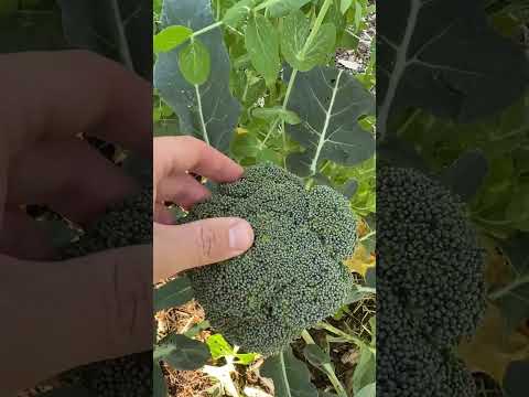 WHEN To Harvest Broccoli