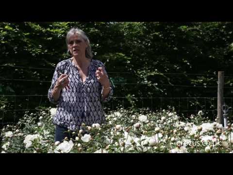 Cutting Peonies For The Vase