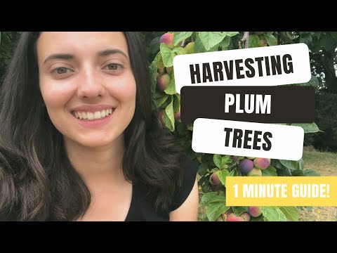 How (And When) To Harvest Plums For Delicious Fruit!