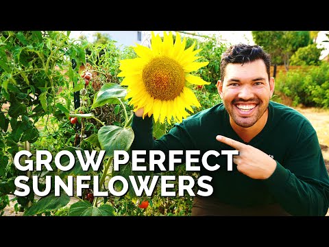 How to Grow Sunflowers Successfully At Home 🌻