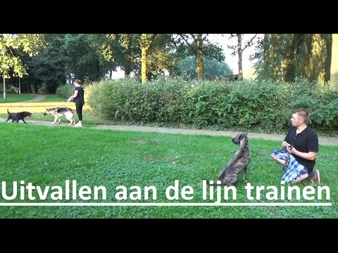 Waarom Is Mijn Hond Te Enthousiast Naar Andere Mensen?