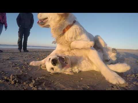 Strand Wijk Aan Zee: Perfect Voor Hondenliefhebbers!