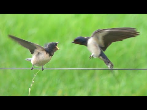 Veel Zwaluwen In De Lucht: Een Betoverend Schouwspel Van De Natuur