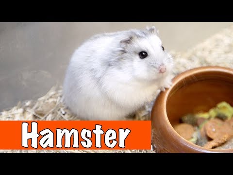 Hoe Oud Worden Hamsters? Ontdek De Gemiddelde Levensduur!