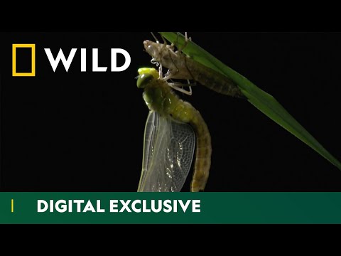 Hoe Lang Leeft Een Libelle: Ontdek De Levensduur Van Deze Fascinerende Insecten