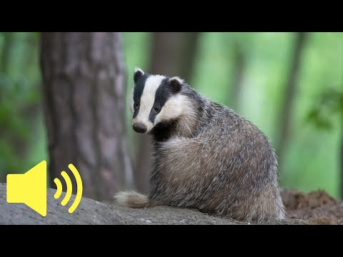 Wat Voor Geluid Maakt Een Das? De Mysteries Van De Das-Geluiden Ontrafeld