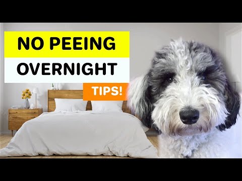 I Trained My Puppy to Hold His Pee Overnight (TIPS!)