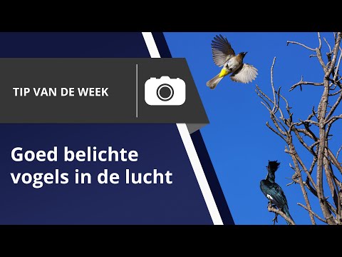 Het Merken Van Vogels: Een Beperkte Praktijk.