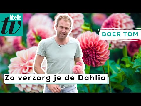 Hoe Lang Duurt Het Voordat Een Dahlia Opkomt?