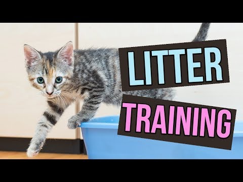 Kitten Zindelijk Maken: 5 Handige Tips Voor Succes!