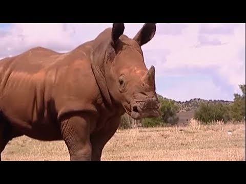 Hoe Hard Kan Een Neushoorn Rennen: De Snelheid Van Dit Indrukwekkende Dier