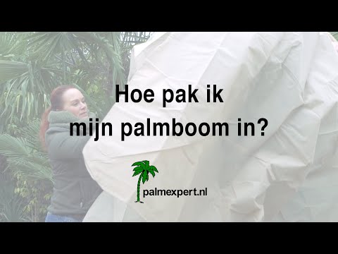 Palm Inpakken Voor De Winter: Bescherm Je Groene Oase Tegen Koude Temperaturen