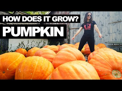 PUMPKIN | How Does it Grow?