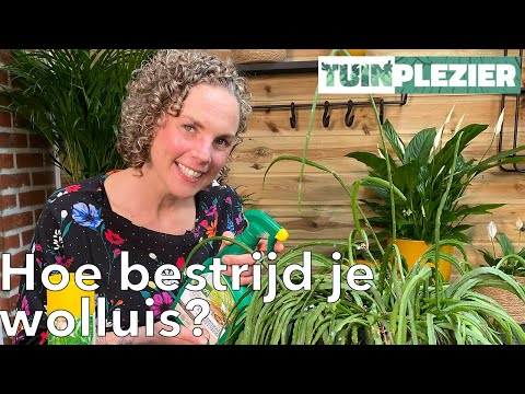 Hoe Ontstaat Wolluis: Een Diepgaande Analyse