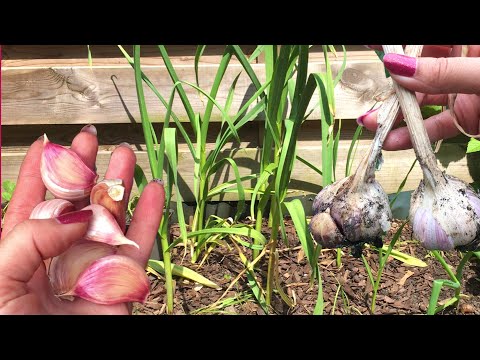 Knoflook kweken - wanneer teentjes planten en oogsten in de tuin