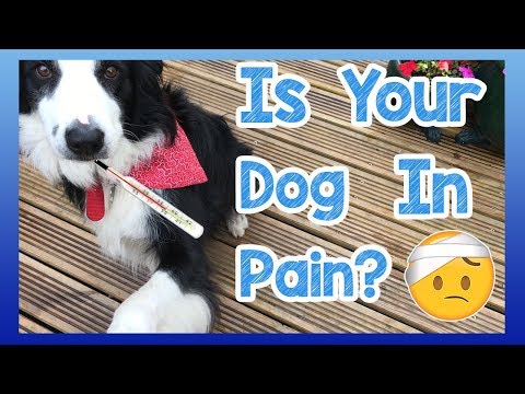 How to Tell if Your Dog is in Pain? Signs and Symptoms That Your Dog is in Pain and What to Look For