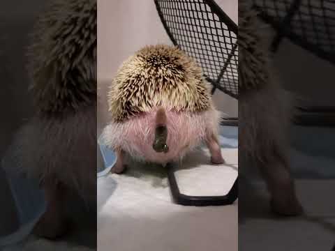 Hedgehog Pooping! (Don't watch when you're eating!) #shorts