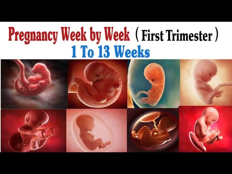 Pregnancy Week By Week // First Trimester // 1 To 13 Weeks