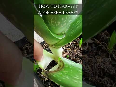 How to harvest aloe vera leaves