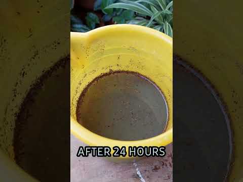 What Fertilizer To Use For Cactus & Succulent Plant