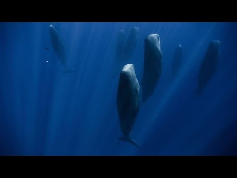 How Can Whales Hold Their Breath For So Long?