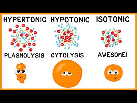 Hypertone, hypotone en isotone oplossingen!