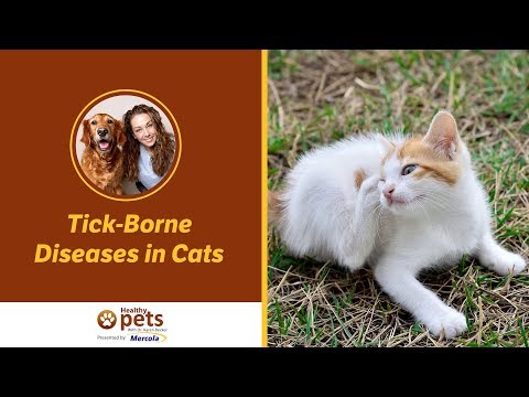 Dr. Becker Discusses Tick-Borne Diseases in Cats