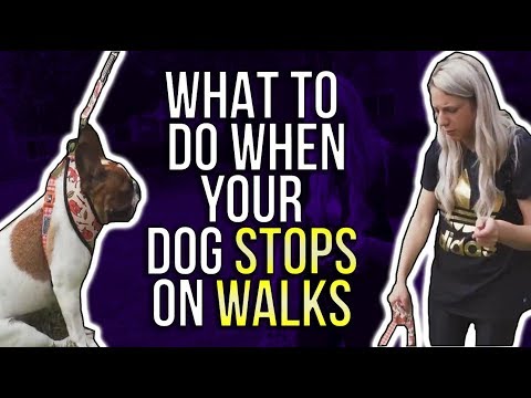 WHAT TO DO WHEN YOUR DOG STOPS ON WALKS