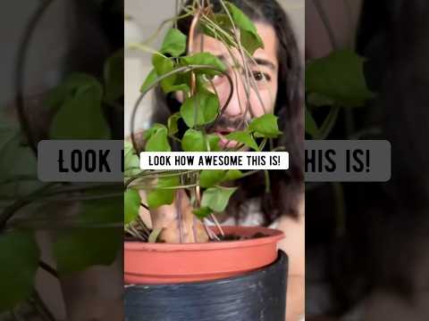 DIY Plant Trellis using a Hanger | creative explained
