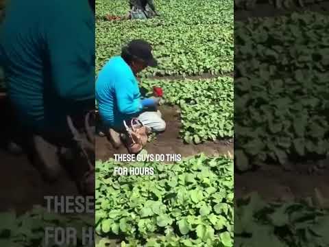 These farmers put in hard work for us to have food on our table ❤️👏