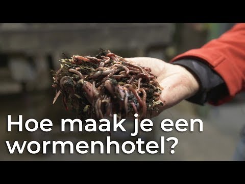 Hoe maak je een wormenhotel? | Het Klokhuis