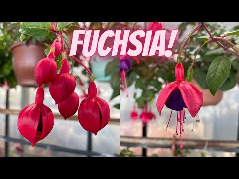 Verzorging van Fuchsia-planten: Fuchsia's planten, kweken en verzorgen