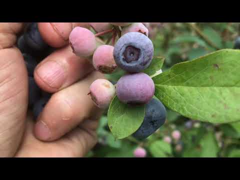 Harvesting Blueberries: How to Pick Blueberries in Their Prime