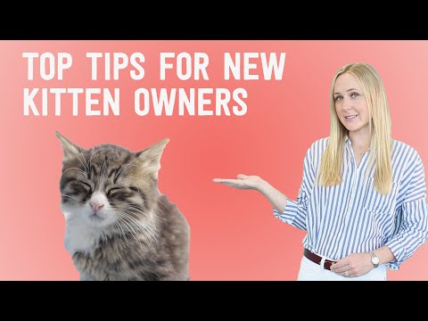 New Kitten? 10 things you NEED to know!