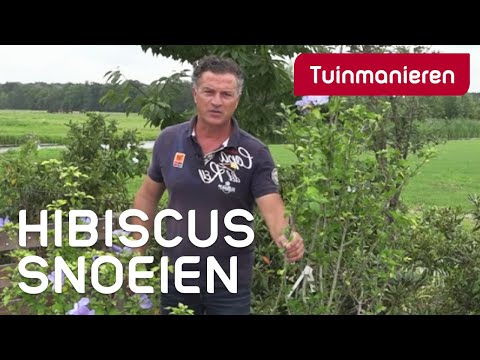 Hibiscus snoeien: hoe doe je dat? | Tuinmanieren