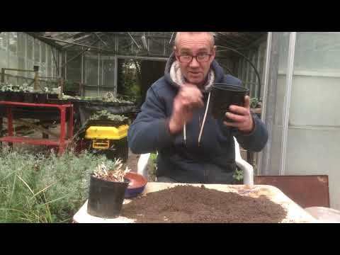 Sowing agapanthus seeds in autumn