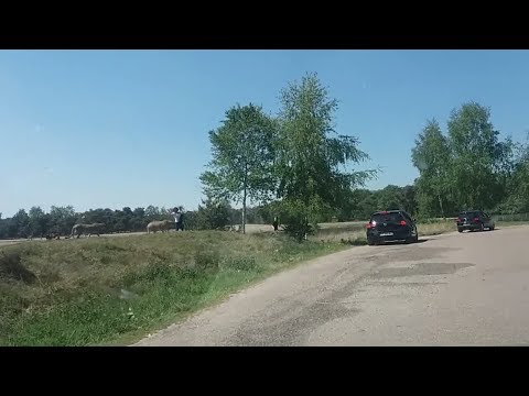 Frans gezin in safaripark Beekse Bergen heeft echt veel geluk.