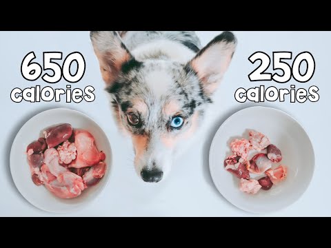 Raw Food-maaltijdgrootte voor honden uitgelegd